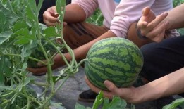 南汇吃瓜,揭秘当地特色美食背后的故事