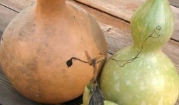 葫芦瓜 怎么吃,创意烹饪指南