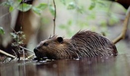 海狸haily吃瓜,海狸Haily的瓜田奇遇记