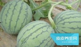 睡觉前吃脆瓜,助你一夜好眠