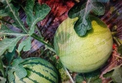 不见当年吃瓜人