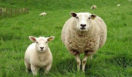 吃瓜羊羊没烦恼,快乐生活，无忧无虑