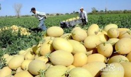 感冒吃哈密瓜好处,感冒期间食用哈密瓜的益处解析