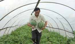 张北吃瓜群,揭秘网络社交背后的趣味与争议