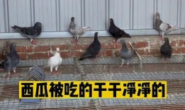 鸽子吃瓜,揭秘鸽子吃瓜的奇妙世界