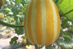 上海吃瓜群头像,揭秘都市生活里的欢乐与八卦