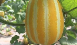 上海吃瓜群头像,揭秘都市生活里的欢乐与八卦