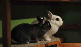 兔家吃瓜,揭秘娱乐圈那些不为人知的幕后故事