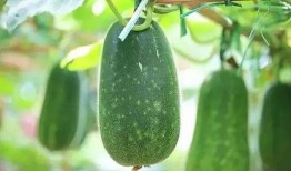 去瓜园摘瓜吃的说说,体验摘瓜美食之旅