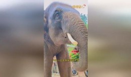 吃瓜大象视频大全,趣味视频大盘点，笑料横生瞬间回顾