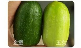 玉女瓜直接吃吗