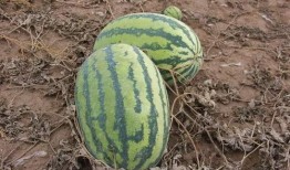 贵州吃的小瓜,小瓜美食之旅