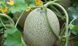 吃瓜有哪些品种,揭秘各式各样的吃瓜品种