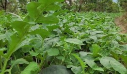 吃瓜线路,一场味蕾与文化的深度之旅