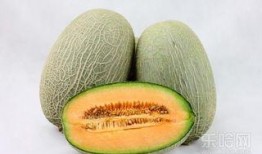 孕妇感冒可以吃哈密瓜吗,孕妇感冒期间适宜食用哈密瓜吗？
