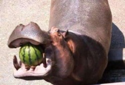 河马吃不吃瓜,揭秘河马饮食习惯