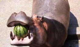 河马吃不吃瓜,揭秘河马饮食习惯