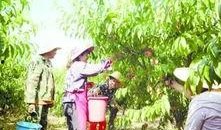 梦见摘人家瓜吃,揭秘摘瓜吃瓜的神秘寓意