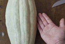 杜瓜叶子可以吃吗,探索杜瓜叶子的食用价值与食用方法