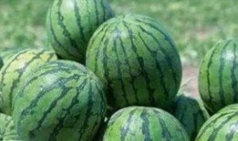 香君路吃瓜,一场别开生面的吃瓜盛宴