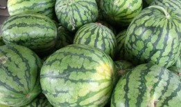 蒂瓜怎么吃,探索美味新境界