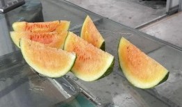 夏天实现了吃瓜自由,吃瓜自由的甜蜜时光