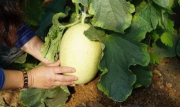 南山和山南吃瓜,一场别开生面的吃瓜盛宴