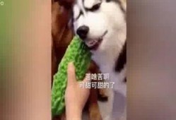 哈族吃瓜,瓜果飘香，尽享夏日清凉