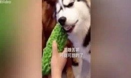 哈族吃瓜,瓜果飘香，尽享夏日清凉