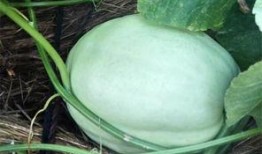 胃疼吃瓜行不,吃瓜真的可行吗？揭秘瓜果对胃痛的神奇作用