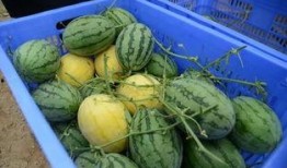 张北吃瓜群,揭秘网络社交背后的趣味与争议