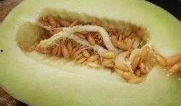 吃玉女瓜过敏吗,食用需谨慎