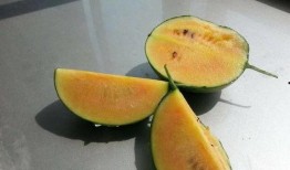 带你吃瓜奇葩彩虹,吃瓜群众的奇葩彩虹人生