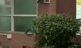 广州今日吃瓜新闻,揭秘网红餐厅风波背后的真相