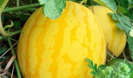 海经贸吃瓜,一场吃瓜群众的狂欢盛宴