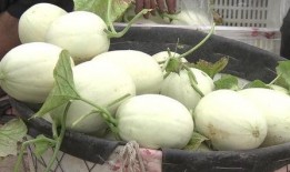 热植界吃瓜,揭秘植物界的热门话题与趣味事件