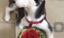 二哈吃瓜塔罗牌