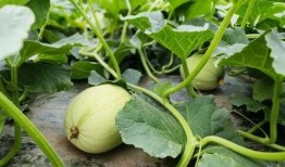 小廿吃瓜,揭秘娱乐圈那些不为人知的幕后故事