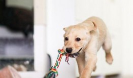 狗狗吃扶手瓜好吗,狗狗食用扶手瓜的安全性探讨