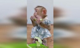 猴哥吃瓜,揭秘娱乐圈的甜蜜与苦涩