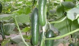 dj越小越吃瓜,揭秘娱乐圈的“小透明”现象