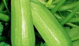 helens 吃瓜,Helen的“吃瓜”之旅，带你领略娱乐圈的酸甜苦辣