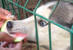 二哈吃瓜塔罗牌