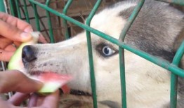 二哈吃瓜塔罗牌