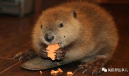 海狸haily吃瓜,海狸Haily的瓜田奇遇记