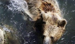 熊猎吃瓜,揭秘动物界的趣味食事