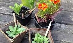 麻省理工吃瓜,揭秘校园里的“吃瓜”文化现象