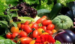 小葵花菜吃瓜,揭秘瓜界新宠儿的魅力之旅