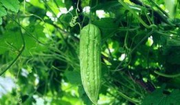 每天在吃不同的瓜,探索美食世界的缤纷色彩