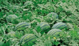 张北吃瓜群,揭秘网络社交背后的趣味与争议